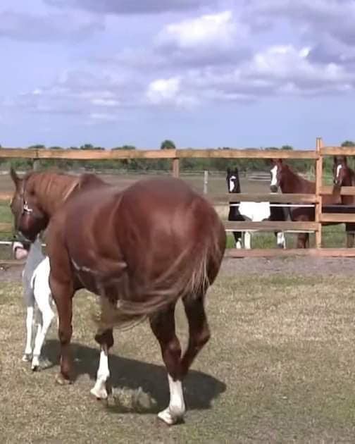 Horse gives birth to rare foal – you won’t believe the markings on her face