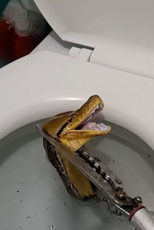 Massive 12-foot python slithers through toilet, startles homeowner