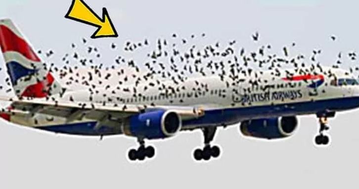 When The Pilot Realized Why The Birds Were Flying Next to The Plane, He Began To Cry