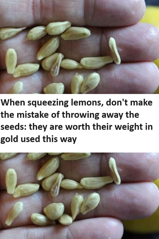 When squeezing lemons, don’t make the mistake of throwing away the seeds: they are worth their weight in gold used this way