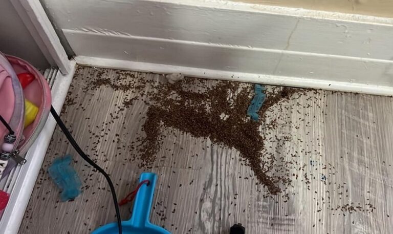 Mother Finds Mysterious Pile of ‘Brown Bits’ in Her Home and Asks the Internet for Help