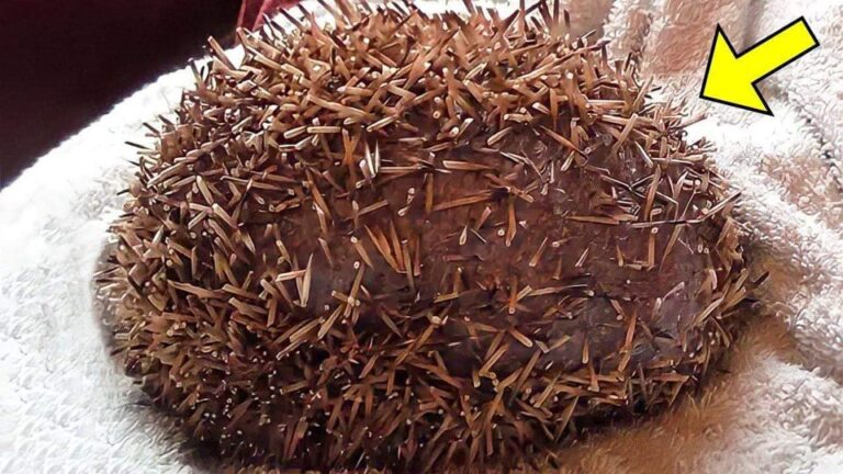 Man Screamed When He Found This Ball In The Kitchen, Looking Close He Saw Something Weird