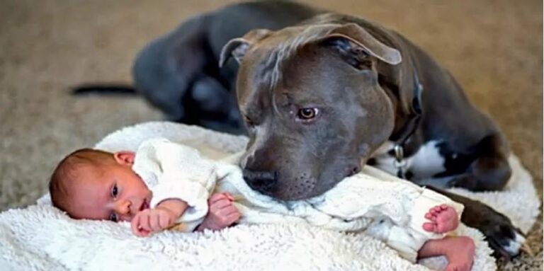 Dog Refuses To Let Baby Sleep Alone – When Parents Find Out Why They Call The Police