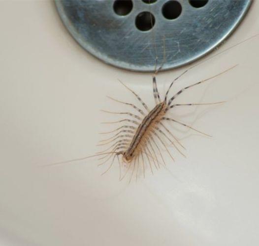 Reason you should never kill a house centipede if you find one inside your house