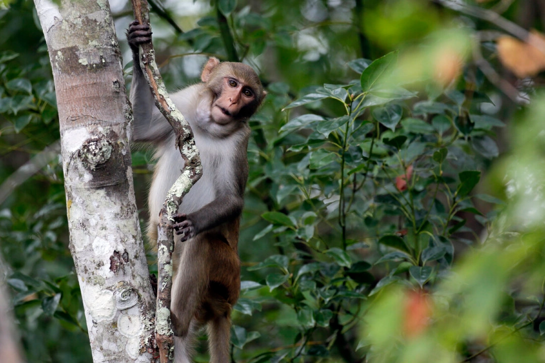 1 Monkey Recovered Safely, 42 Others Remain On The Run From South ...